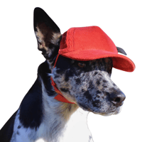 Image 2 of PupLid Corduroy Trucker Hat - Canyon - Dog Hat