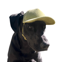 Image 2 of PupLid Corduroy Trucker Hat - Moss - Dog Hat 