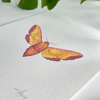 Image 3 of Elephant Hawk Moth, original artwork