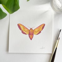 Image 1 of Elephant Hawk Moth, original artwork