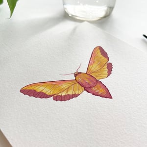 Image of Elephant Hawk Moth, original artwork
