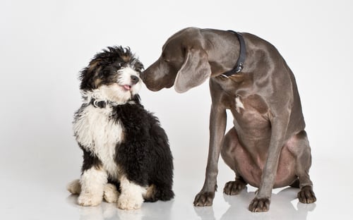 Image of PETS