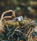 Green kyanite bark ring 