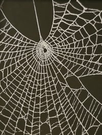 Image 4 of  black ornate framed preserved web