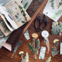 Image 3 of SomeSortOf.Fern : Dandelion