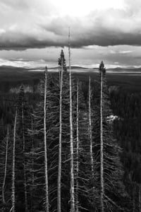 Trees, Yellowstone 