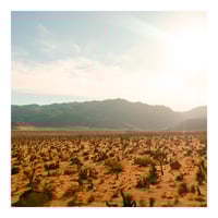 Image 3 of Joshua Tree Print 2