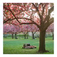 Image 3 of Brooklyn Botanical Garden Print