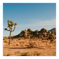 Image 3 of Joshua Tree Print 3