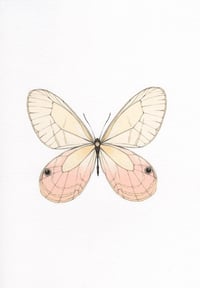 Image 2 of Papillon - A5