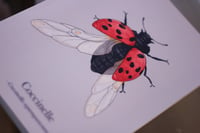 Image 1 of Carnet Coccinelle - A5