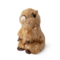 Capybara Cub