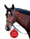 Bless This Horse - Halter Tag - $10 special