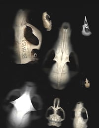 Image 2 of Skull Digital Prints (Two Options)