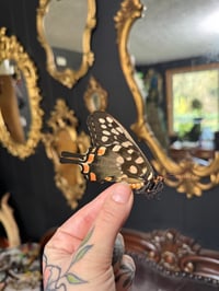 Image 2 of Giant Madagascar Swallowtail (Unspread/Folded)