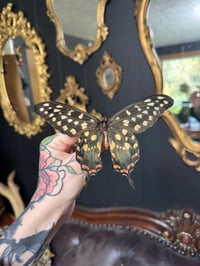 Image 1 of Giant Madagascar Swallowtail (Unspread/Folded)