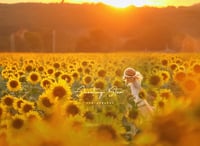 Image 3 of 2025 Sunflower Sessions (early booking) Full hour session at private farm