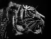 Spirit Tiger