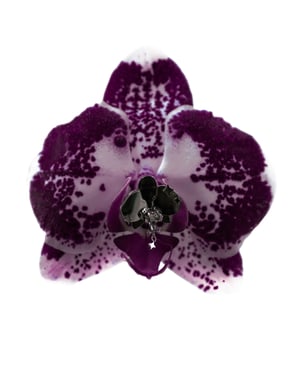 Image of Orchid Earrings 兰花