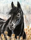 Black Beauty