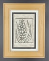 Framed - Grape Hyacinth 