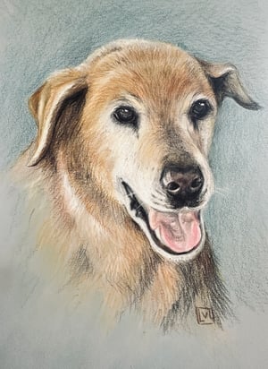 Image of Pet portraits in pencils and pastels