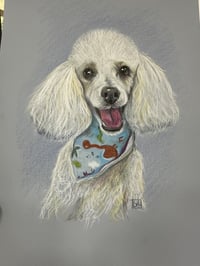 Image 3 of Pet portrits in pencils and pastels 
