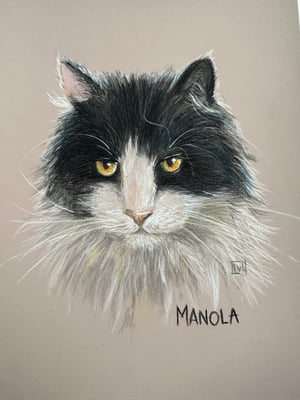 Image of Pet portraits in pencils and pastels