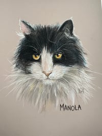 Image 4 of Pet portrits in pencils and pastels 