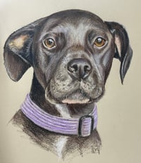Image 5 of Pet portrits in pencils and pastels 
