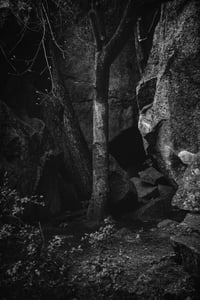 Two Trees, Yosemite