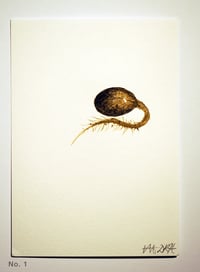 Image 1 of Acorn Radicle (Beuys’ Acorns – study) 2024