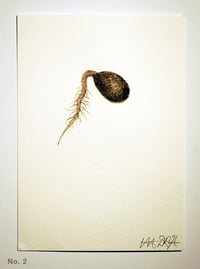 Image 2 of Acorn Radicle (Beuys’ Acorns – study) 2024