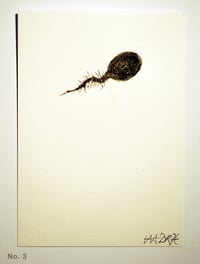 Image 3 of Acorn Radicle (Beuys’ Acorns – study) 2024