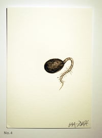 Image 4 of Acorn Radicle (Beuys’ Acorns – study) 2024