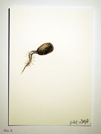 Image 5 of Acorn Radicle (Beuys’ Acorns – study) 2024