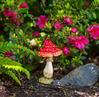 Image 2 of Enchanted Toadstool