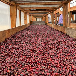 Image of Café du moment - Honduras