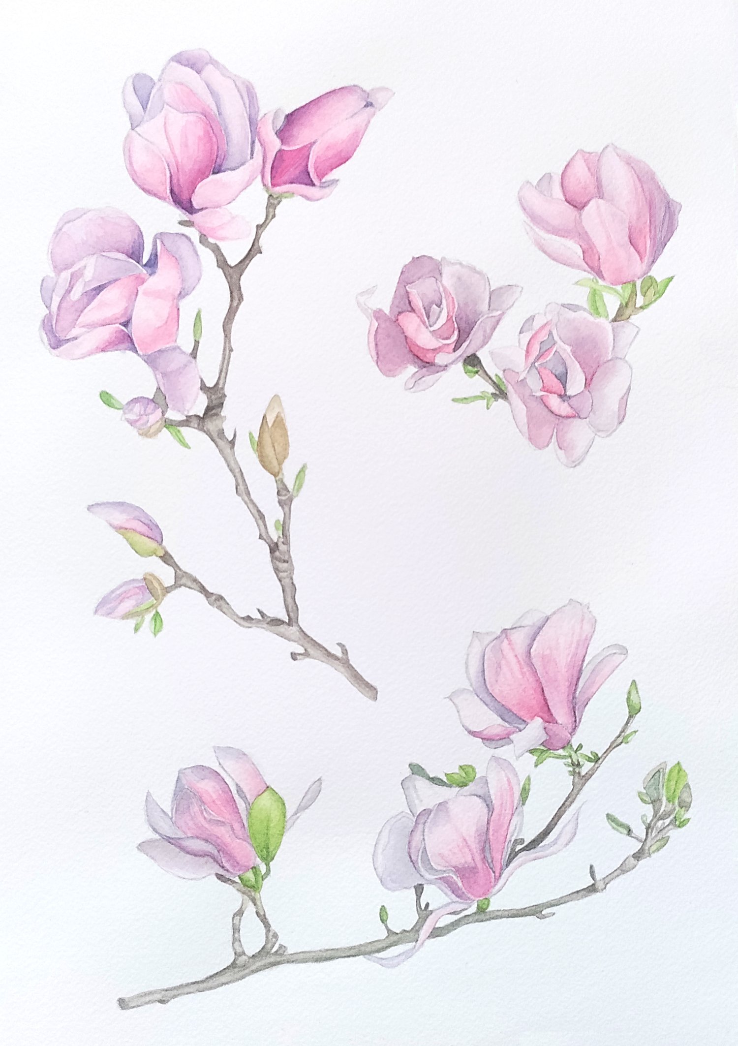 Magnolias pink