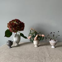 Image 3 of Medium Carinated