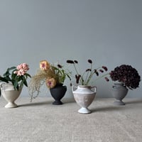 Image 1 of Medium Carinated