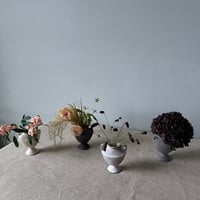 Image 2 of Medium Carinated