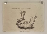 Image 1 of Mandible NgLj - 2:226