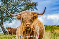 Barone Highland Cow