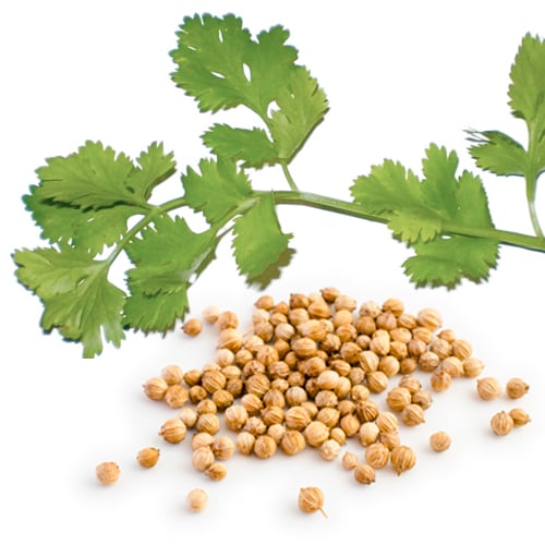 PURE WILD CILANTRO Essence/Hydrosol Juice. Digestion. Heavy Metal Detoxer. Anxiety. Oxygen.