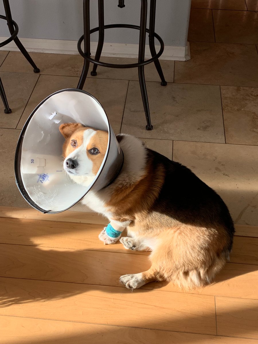 Image of Donation for Moose's Surgery (not shift knob purchase)