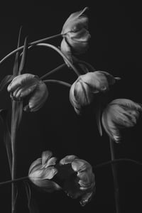 March Tulips in Black and White