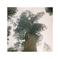 Image 1 of Print "General Sherman"