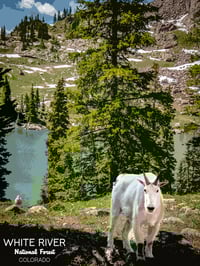 Image 1 of White River NF Goat Poster