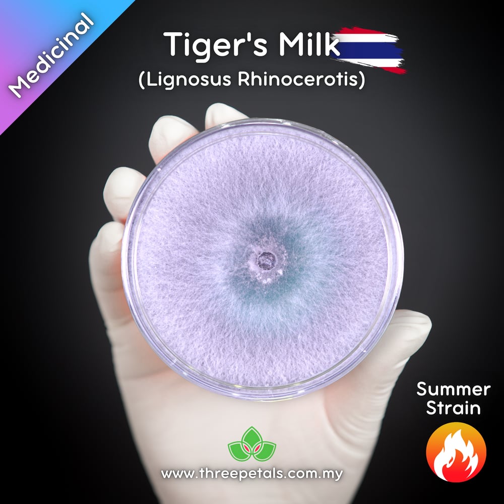 Tiger's Milk TH (Lignosus Rhinocerotis) Live Mycelium Mushroom Culture Spawn Seed